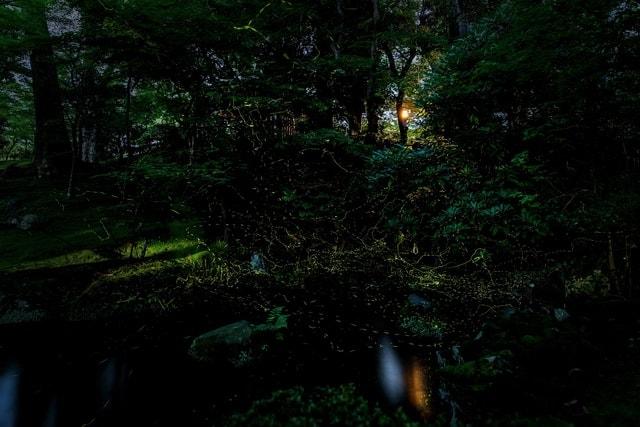金沢城・兼六園四季物語　ホタル観賞会