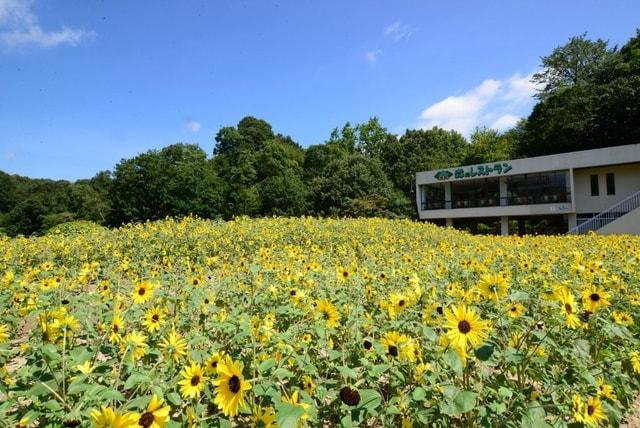 広島市植物公園 ヒマワリウィーク