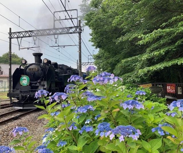 東武鬼怒川線「新高徳駅」のあじさい