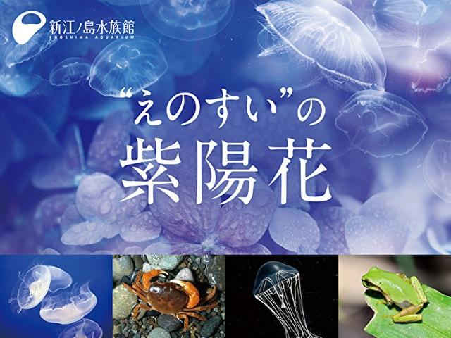 “えのすい”の紫陽花