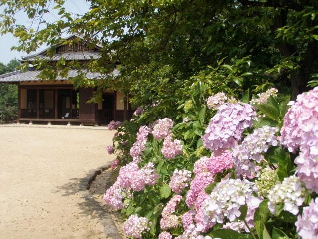 【あじさい・見ごろ】錦織公園