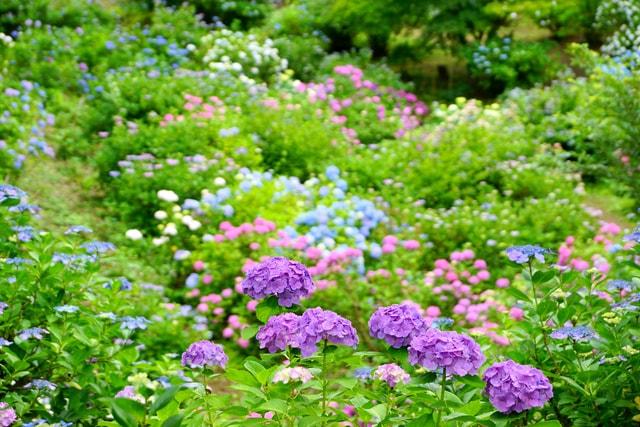 第12回しばた紫陽花まつり