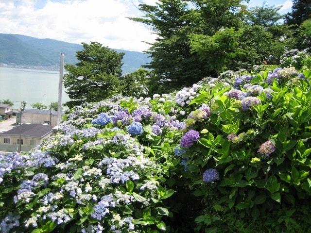 【あじさい・見ごろ】小坂観音院