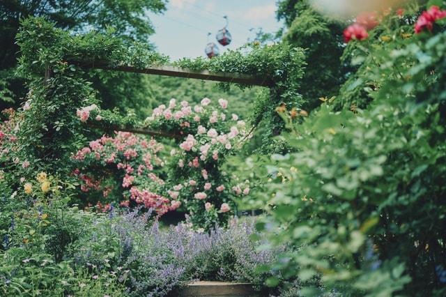 Lavender & Rose Fair 2025