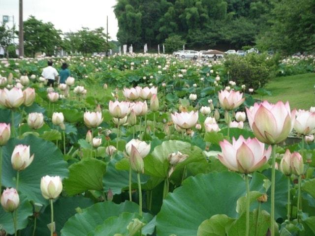 つがの里ハスまつり