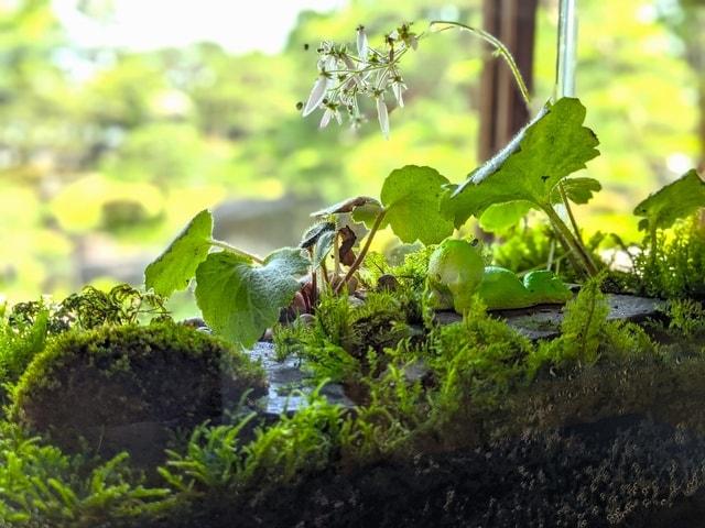 慶雲館で魅せる苔の世界展