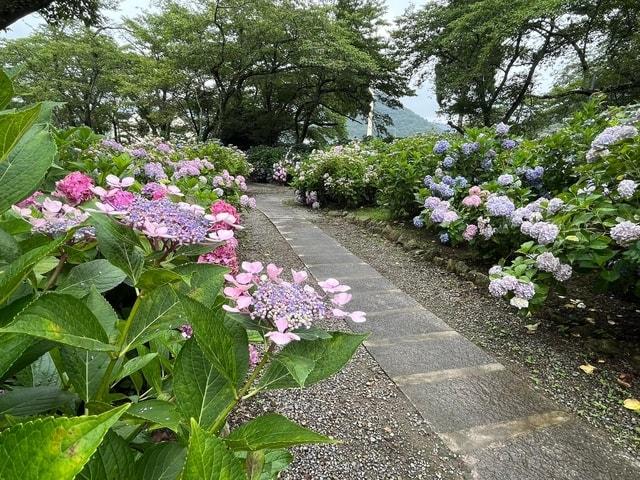 都麻乃郷あじさい園