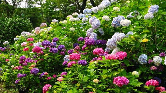 【あじさい・見ごろ】相野あじさい園