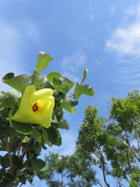 【花・見ごろ】御坊市 ハマボウ群生地