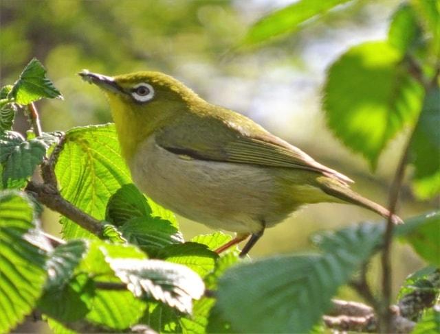 初心者向け野鳥観察会 野鳥のコーラスを楽しもう！第3回