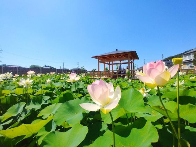 【花・見ごろ】中山の蓮池 舞妃蓮