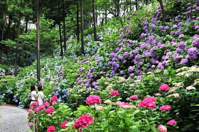 救馬溪観音 あじさい曼荼羅園