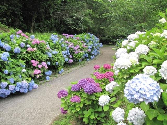 県立淡路島公園　アジサイまつり
