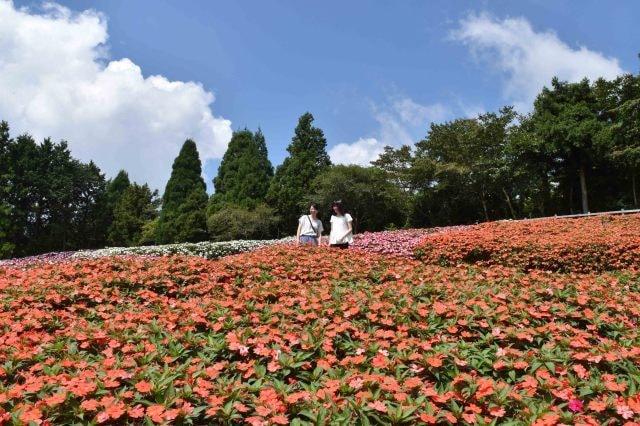 【花・見ごろ】まかいの牧場　サンパチェンス