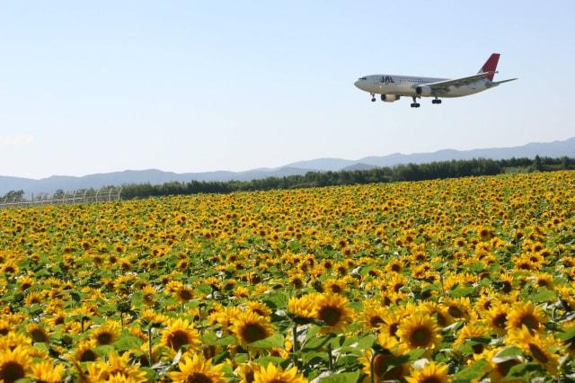 【花・見ごろ】空港横リサイクルセンター前のひまわり