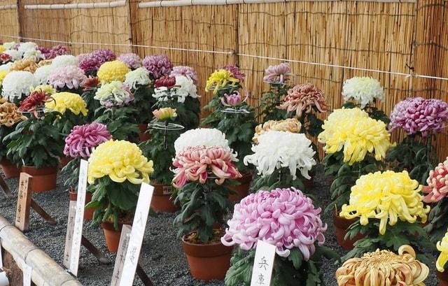 第48回兵庫県連合菊花展覧会