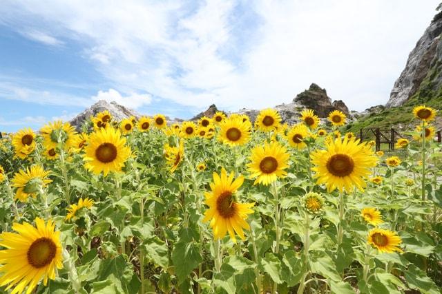 【花・見ごろ】白崎海洋公園 ひまわりの花壇