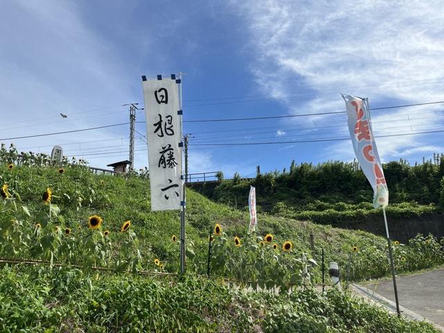 【花・見ごろ】日野藤六 ひまわり