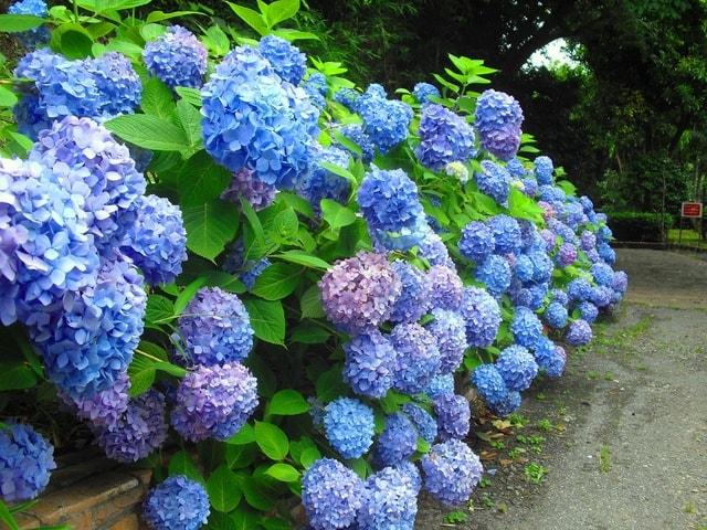くりはま花の国　青い花まつり
