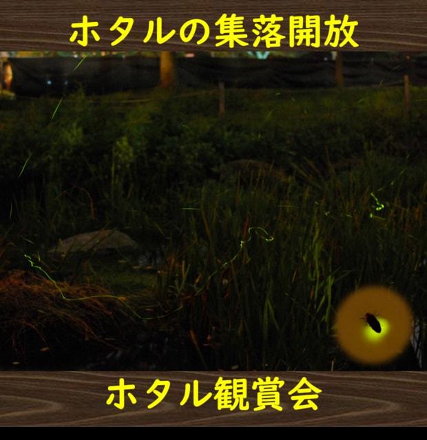 ホタル観賞会