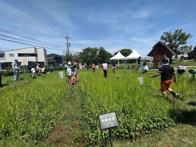 弥生ムラづくりプロジェクト「いきもの観察会」