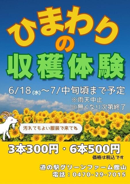 ひまわりの収穫体験／道の駅グリーンファーム館山