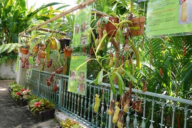 フラワーパークかごしま 食虫植物展