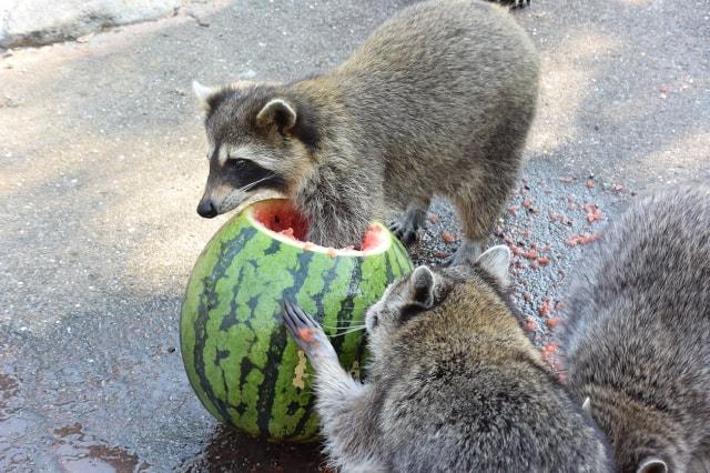 長崎バイオパーク　アライグマのスイカタイム　＜中止となりました＞