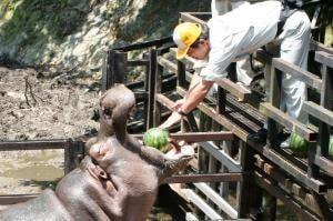 長崎バイオパーク　カバのスイカタイム
