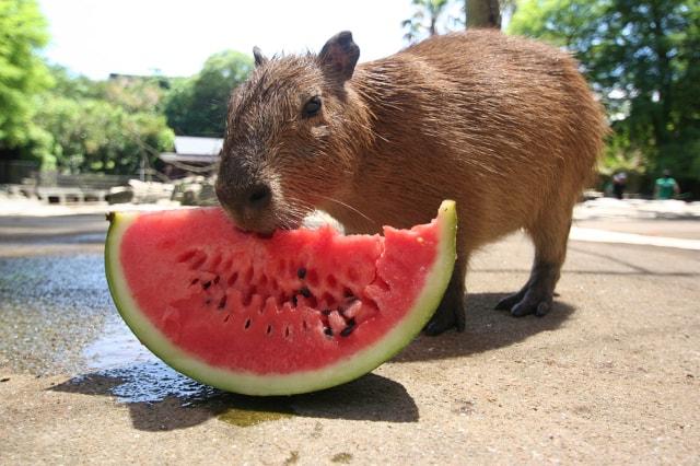 長崎バイオパーク　カピバラのスイカタイム