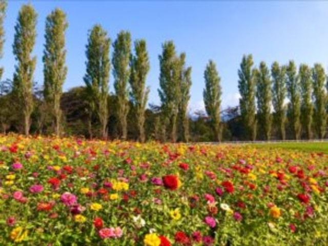 【花・見ごろ】滋賀農業公園ブルーメの丘　ジニア