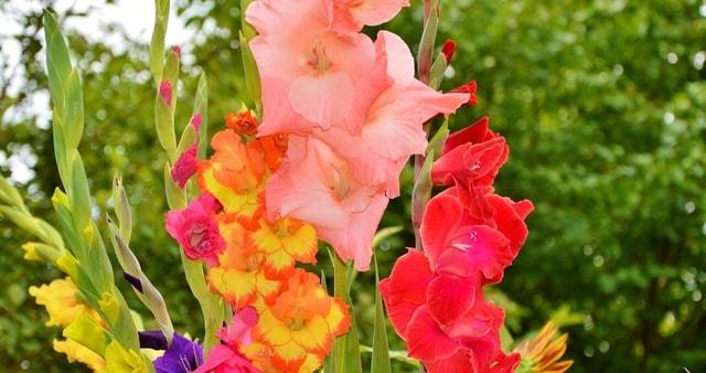【花・見ごろ】滋賀農業公園ブルーメの丘　グラジオラス