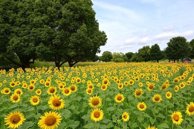 万博記念公園 ひまわりフェスタ