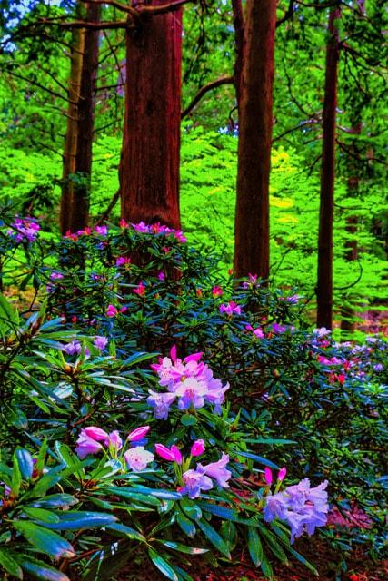 茶の実写真展