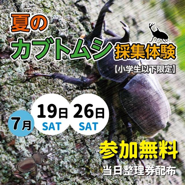 カブトムシの採取体験