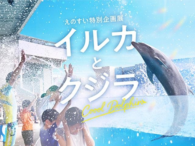 えのすい特別企画展 イルカとクジラ Coool Dolphin