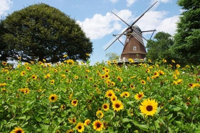 ふなばしアンデルセン公園「ひまわりまつり」