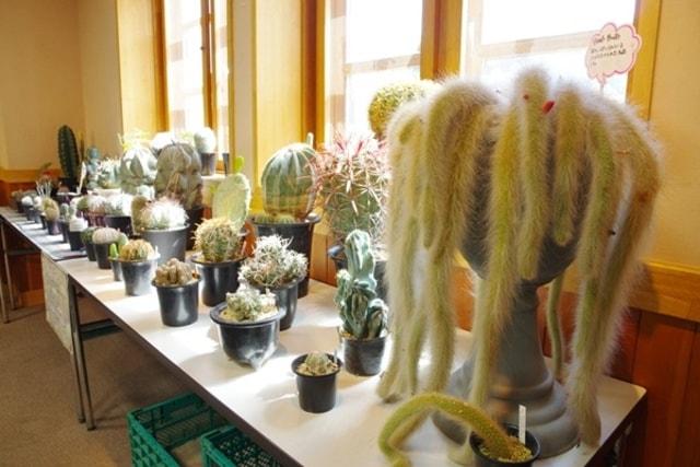 ふなばしアンデルセン公園「多肉植物のふしぎ展」