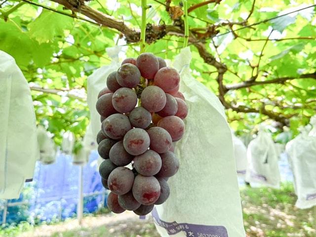 御所観光組合　ぶどう狩り