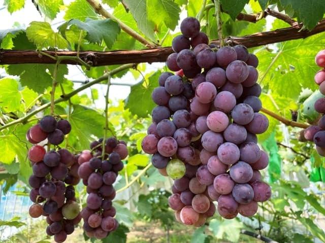 有田巨峰村　ぶどう狩り