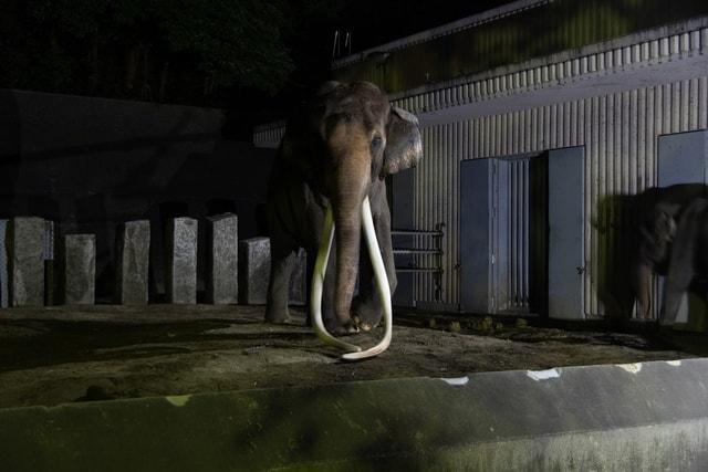よこはま夜の動物園2025　ナイト金沢ZOO