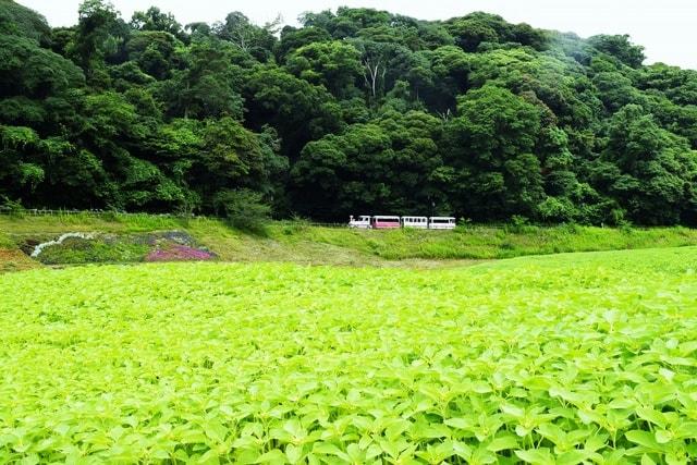 くりはま花の国　ヒマワリ畑解放
