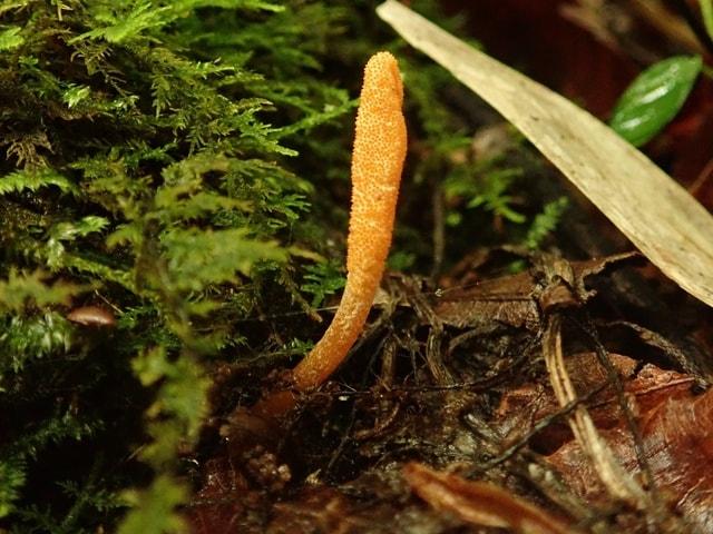 夏休み自由研究プロジェクト「見つけて観察！冬虫夏草」