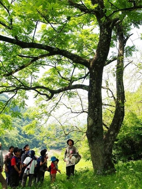 夏の自然体験プログラム