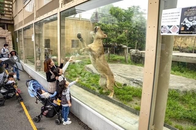 東武動物公園　ナイトアニマルガイド