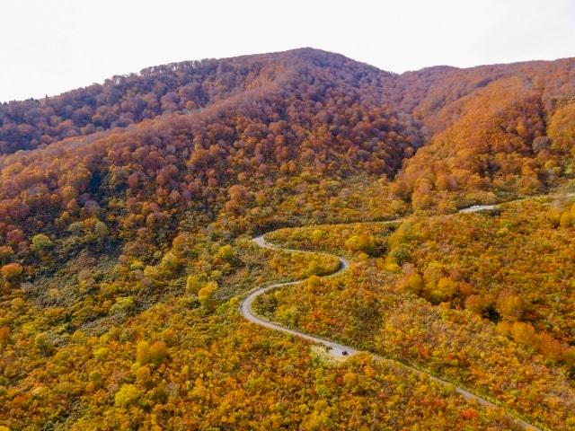 【紅葉・見ごろ】なべくら高原