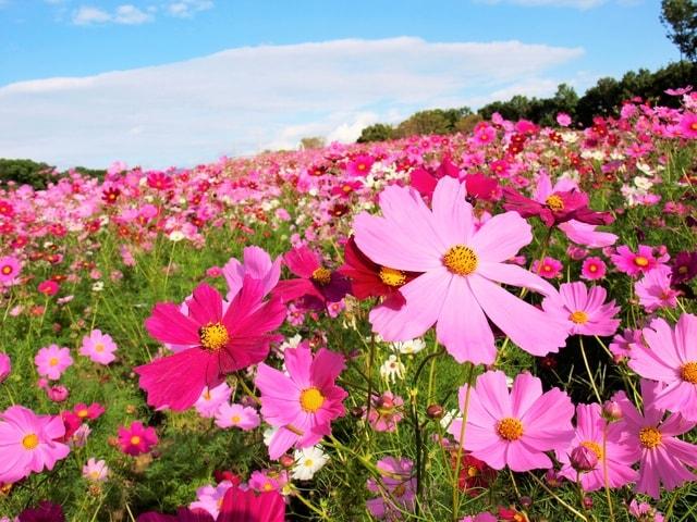 万博記念公園　コスモス・コキアフェスタ