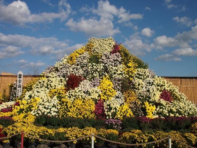 第74回 小山市菊花大会