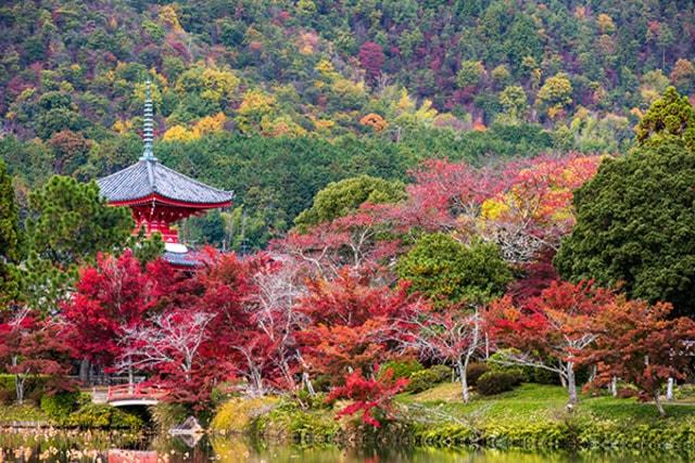 【紅葉・見ごろ】旧嵯峨御所 大本山大覚寺