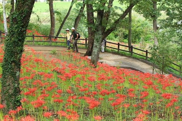 第13回しばた曼珠沙華まつり